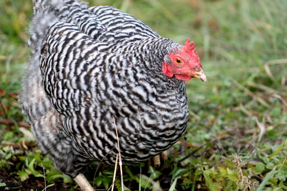 A black and white chicken walks across a grassy field.
