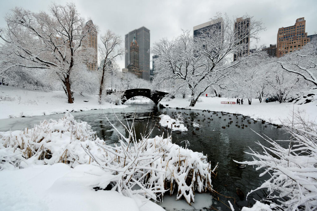 A winter scene in the city, with trees covered in snow and a frozen lake.